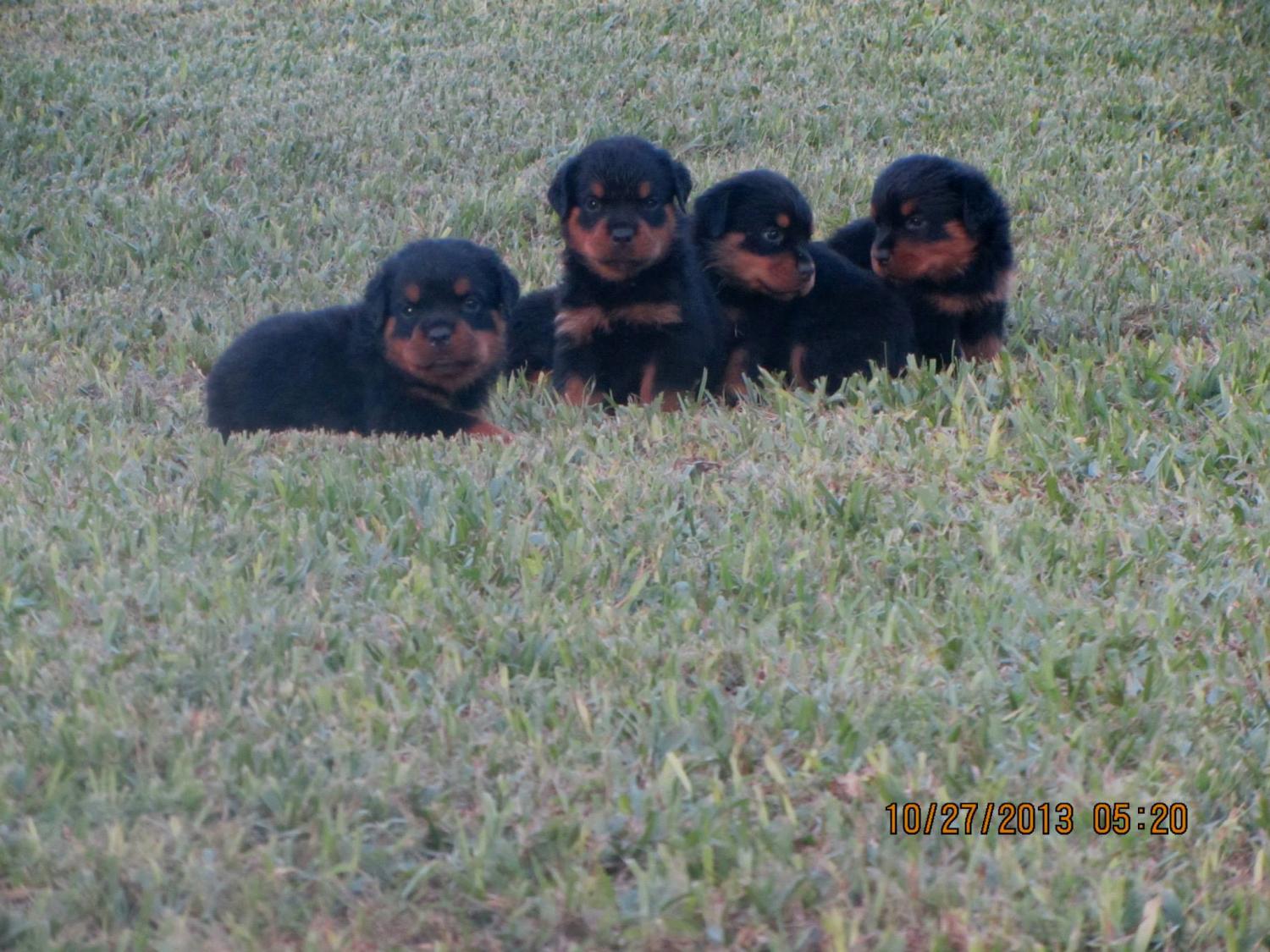 WeHaCa Litter