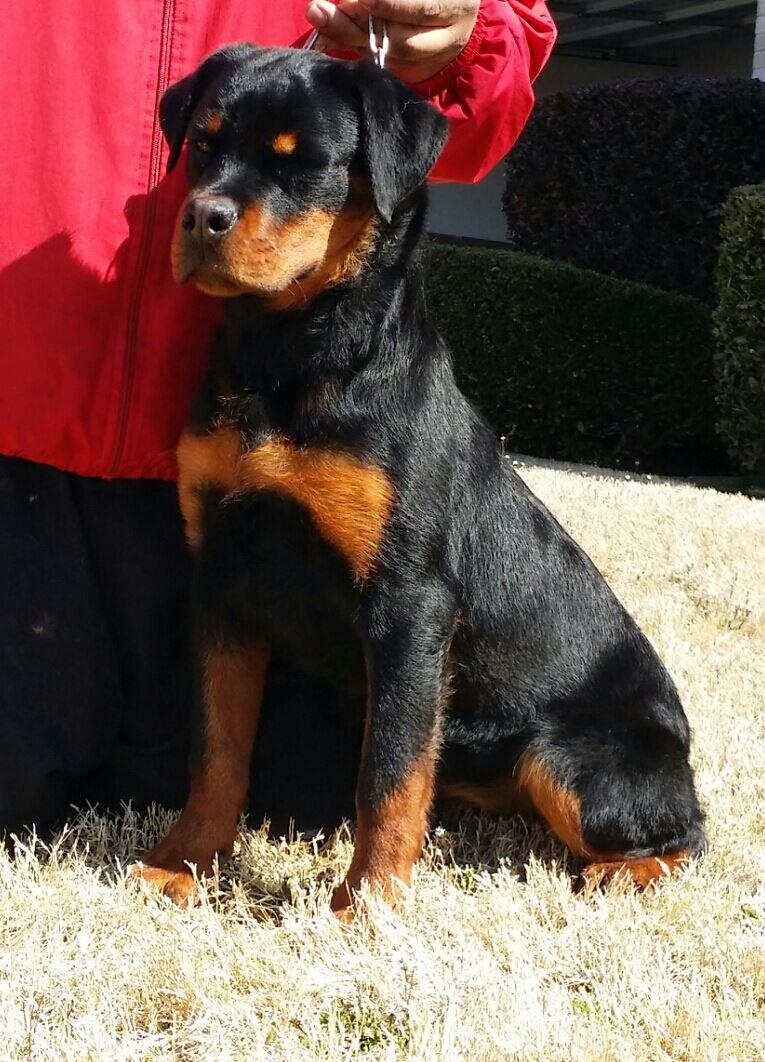 WeHaCa's Bella 